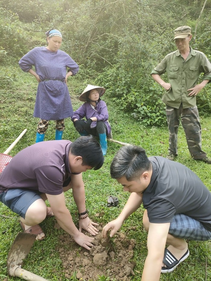 Mô hình trồng giang lấy lá góp phần phát triển kinh tế nông thôn miền núi- Ảnh 1.