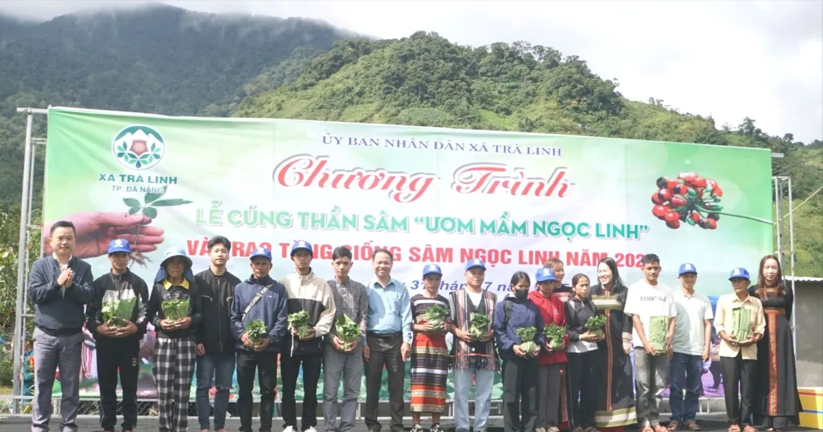 Đà Nẵng trao 7.000 cây sâm Ngọc Linh giống giúp người dân tộc thiểu số thoát nghèo