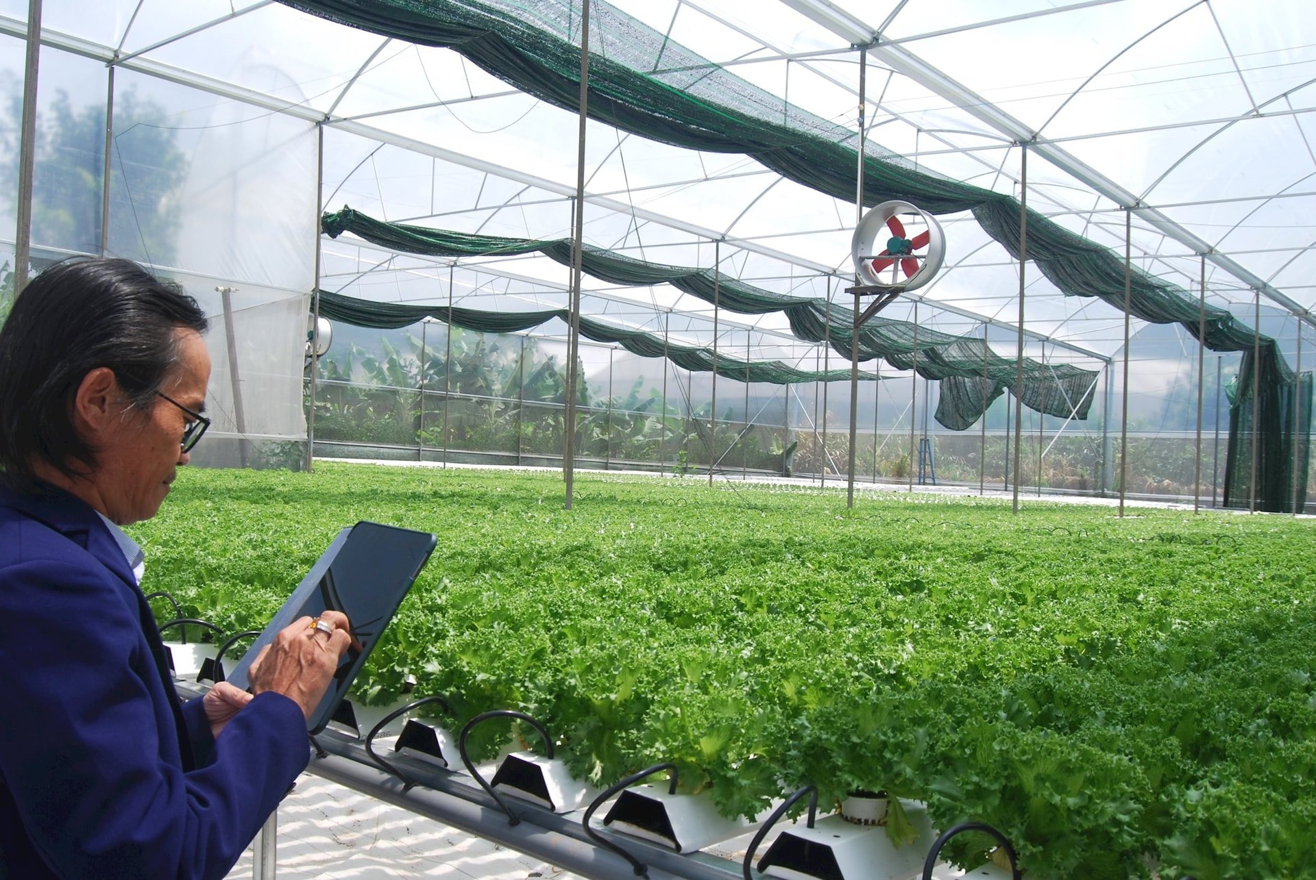 Rau xà lách thủy tinh sản xuất theo quy trình thủy canh hồi lưu của Khoa Nông Lâm Ngư- Đại học Nghệ An đang thu hoạch, tiêu thụ ổn định tại vùng nông nghiệp x