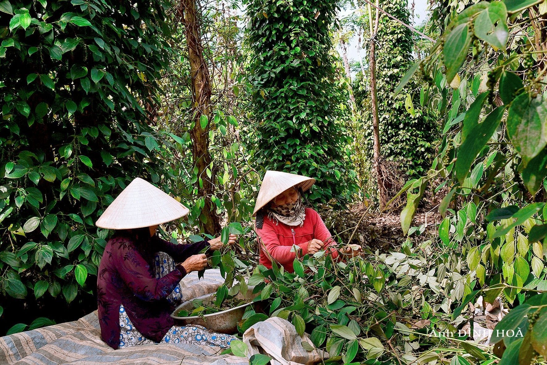 Giá tiêu hôm nay 31/7: Tăng nhẹ hàng loạt