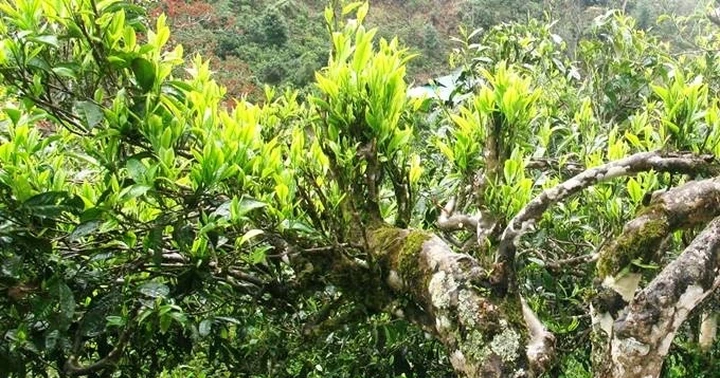 “Awakening” the potential of Pa Co Shan Tuyet tea region