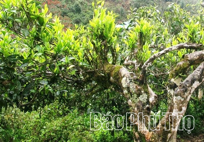 „Erweckung“ des Potenzials der Teeregion Pa Co Shan Tuyet