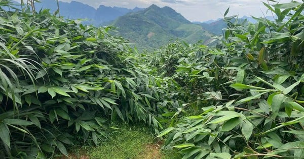 Model of growing giang leaves contributes to the development of rural mountainous economy