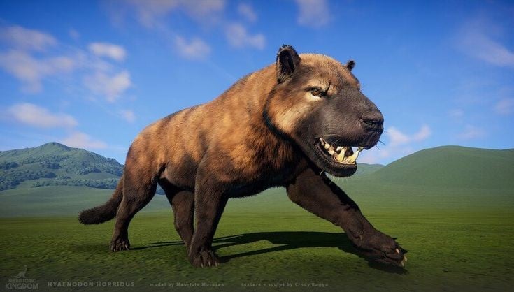4. Hàm răng cực kỳ phát triển để xé thịt. Hyaenodon sở hữu bộ răng cắt sắc nhọn và bộ hàm khỏe phi thường, giúp nó cắn xuyên xương và tiêu hóa gần như toàn bộ xác con mồi. Ảnh: Pinterest.