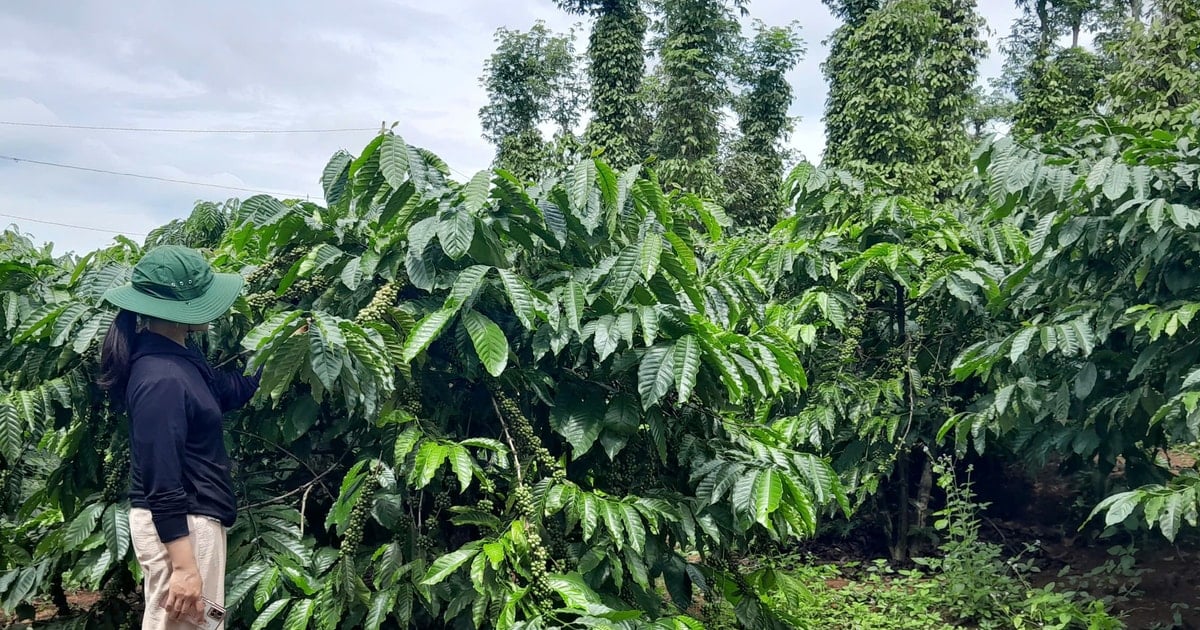Chị Thị Oanh - gương sáng làm kinh tế giỏi ở bon Bu N’Doh