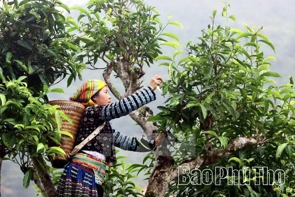 „Erweckung“ des Potenzials der Teeregion Pa Co Shan Tuyet