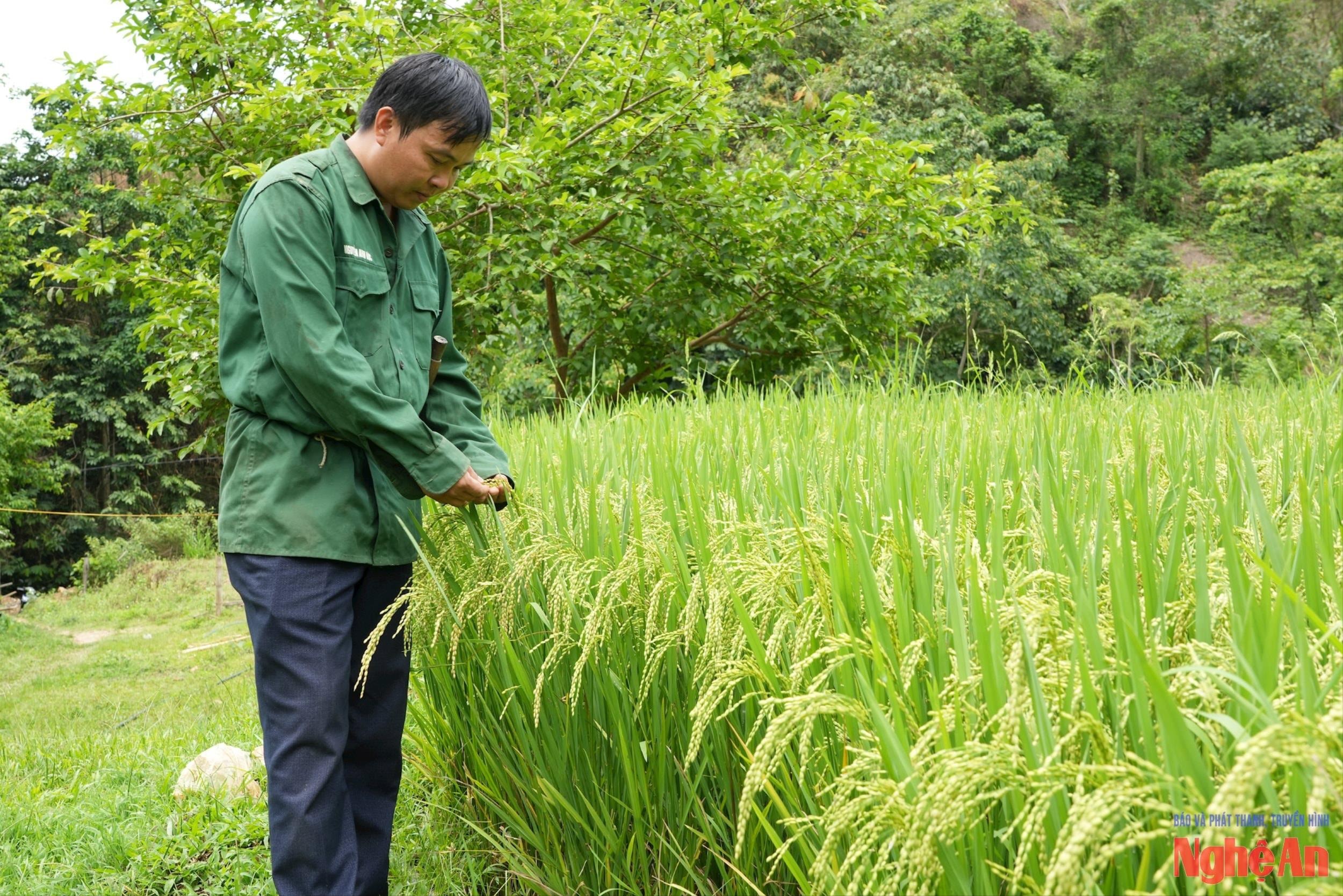 មេភូមិ 8X នៅ Nghe An 'គិតខុស ធ្វើផ្សេងគ្នា' ប្រែភ្នំដ៏ចោតទៅជា 'រ៉ែមាស' តម្លៃរាប់រយលាន