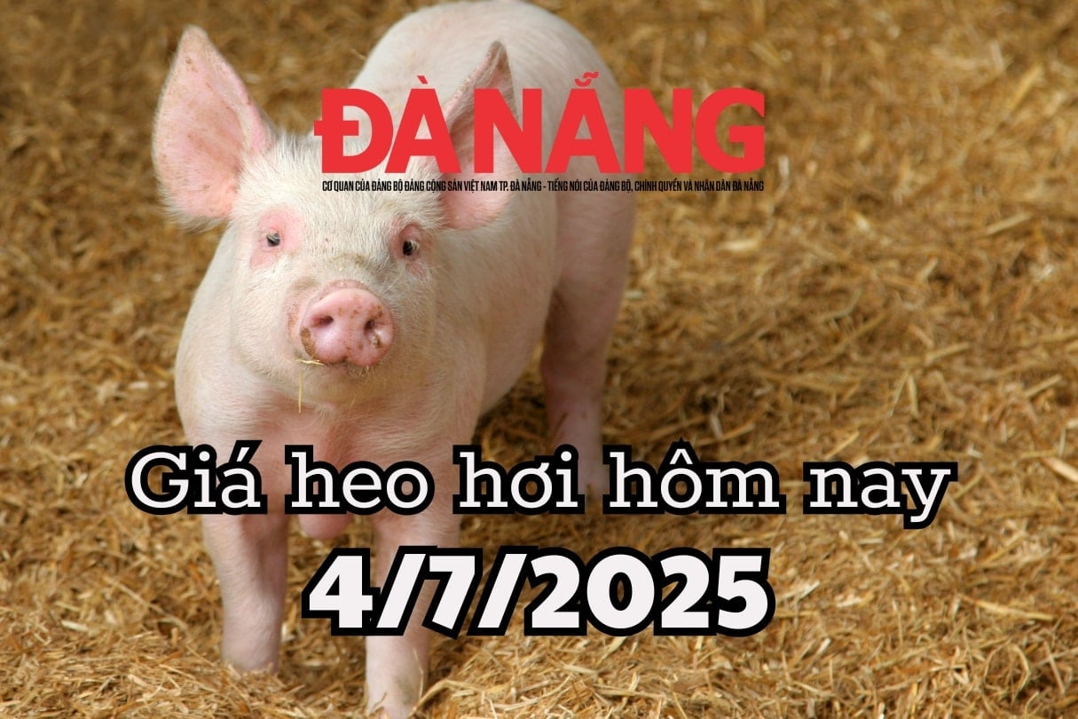 Giá heo hơi hôm nay 4 7 2025 Miền Trung và miền Nam đỏ sàn, miền Trung xuất hiện vùng giá thấp kỷ lục