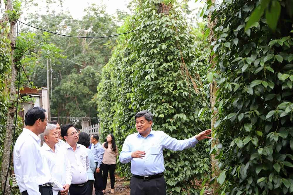 Thứ trưởng Bộ Nông nghiệp và môi trường Trần Thanh Nam tham quan mô hình trồng tiêu theo hướng hữu cơ tại xã Xuân Thành. Ảnh: B.Nguyên