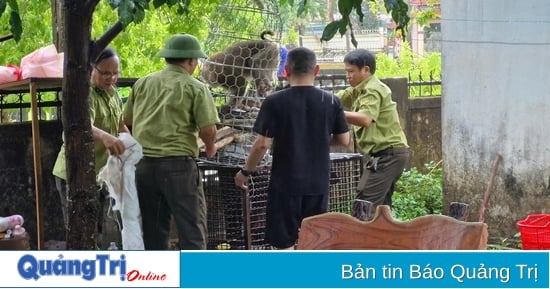 Đã bắt được cá thể khỉ tấn công cháu bé 10 tuổi ở xã Cam Lộ