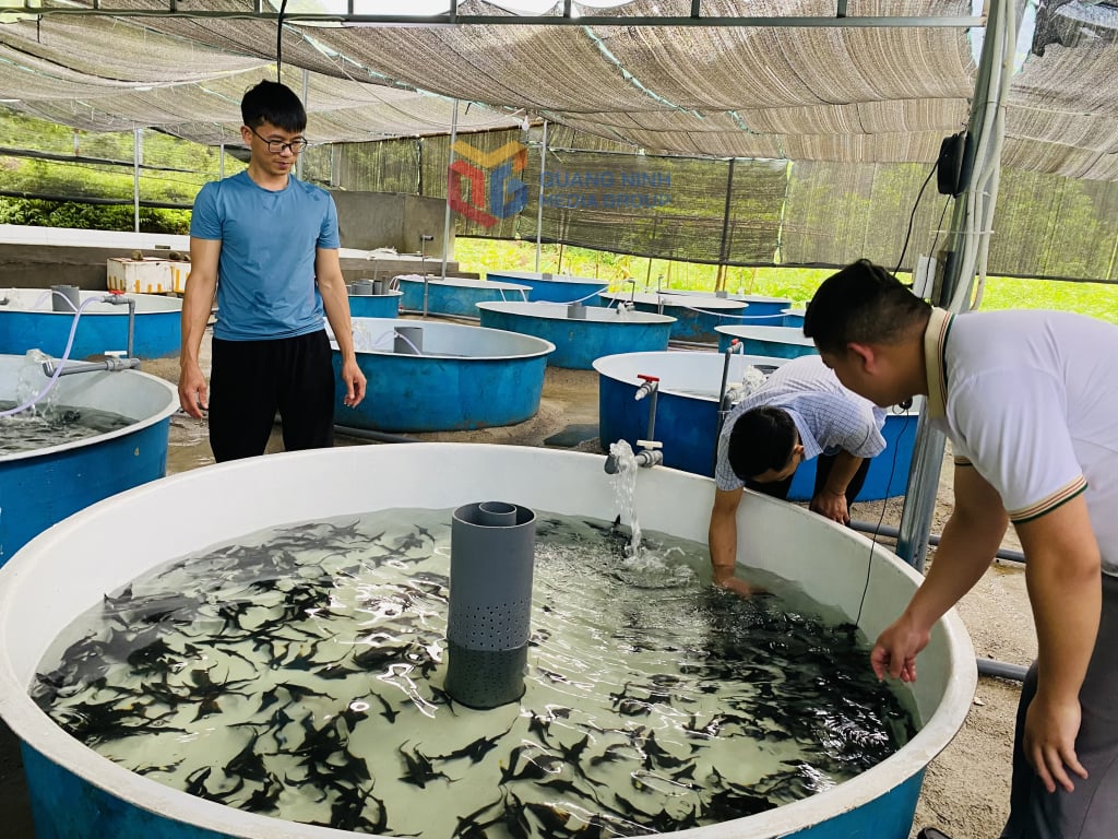 Bể nổi trong nuôi cá tầm nước lạnh có nhiều ưu điểm tận dụng tối đa diện tích, dễ di chuyển.