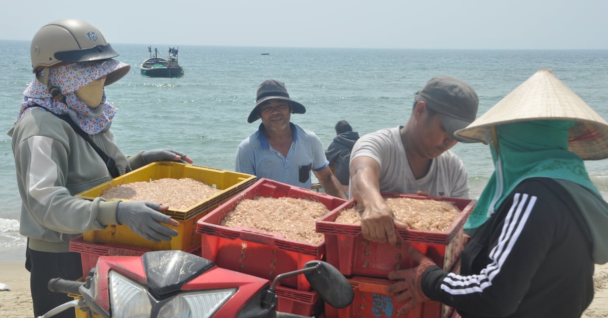 បង្គា​ដុះ​យ៉ាង​ក្រាស់​នៅ​ជិត​ច្រាំង អ្នក​នេសាទ​ក្រុង Da Nang ទៅ​នេសាទ​រក​ចំណូល​រាប់​លាន​ជា​រៀង​រាល់​ថ្ងៃ