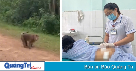 Xã Cam Lộ: Khỉ tấn công khiến cháu bé 10 tuổi nhập viện