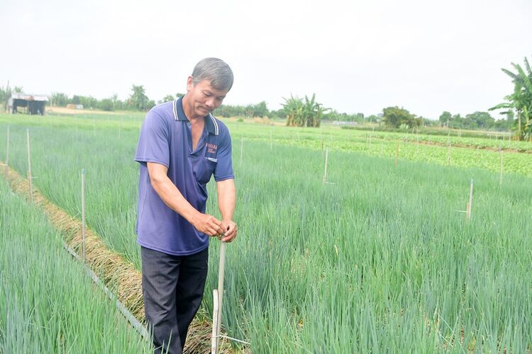 Binh Thuy vegetable growing area