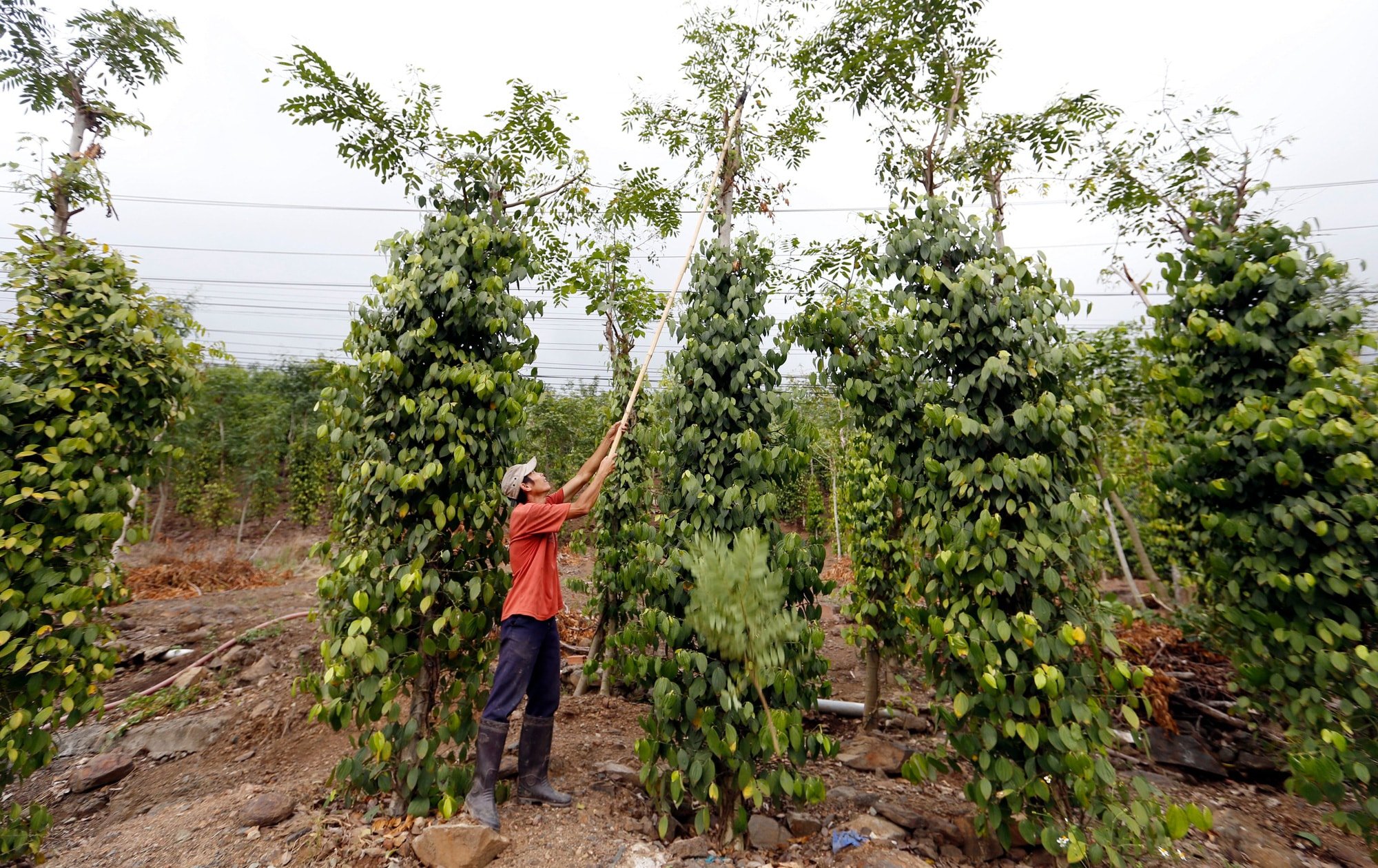 Giá tiêu hôm nay 4/7/2025: Quay đầu giảm mạnh