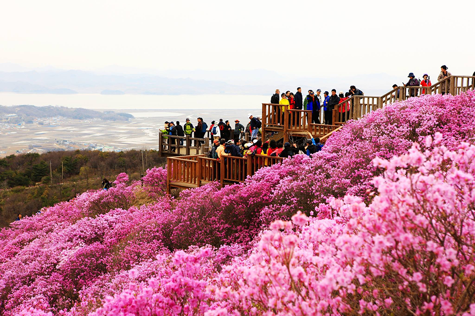 ស្វែងយល់ពីរដូវ azalea របស់ប្រទេសកូរ៉េ៖ ពិធីបុណ្យ និងការប្រមូលផ្ដុំកន្លែងមើលផ្កាដែលមនុស្សគ្រប់គ្នាចូលចិត្ត