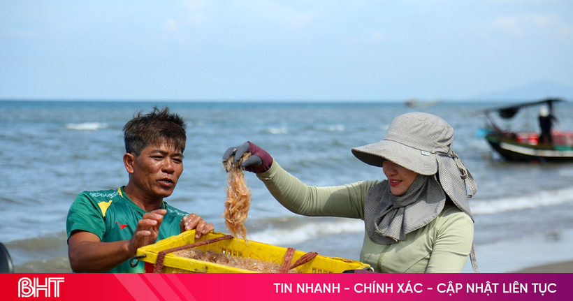 In the bumper shrimp season, Ha Tinh fishermen "earn" millions of dong every day