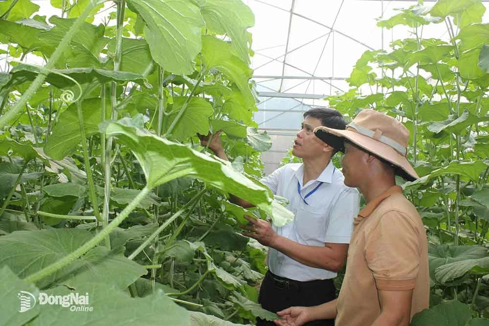 Mô hình trồng dưa lưới công nghệ cao tại xã Long Thành.
