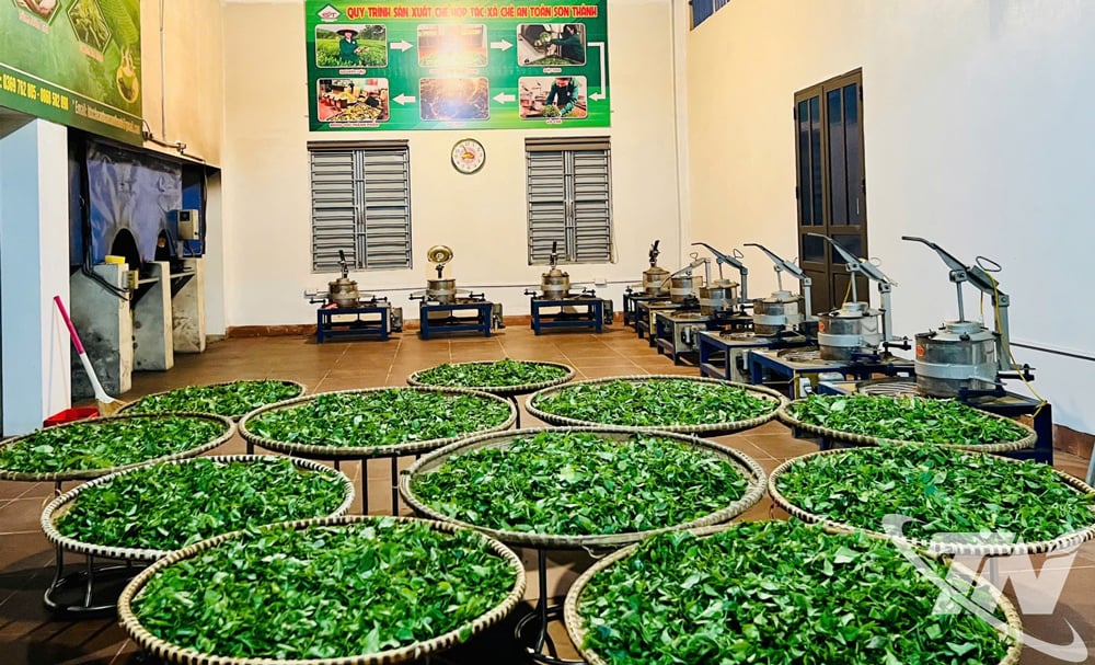 Chè trước khi chế biến được kiểm duyệt sát sao, đảm bảo an toàn.