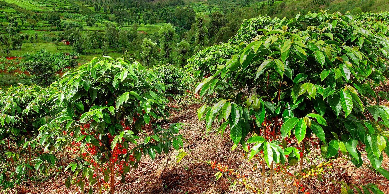 Giá cà phê hôm nay 4/7/2025: Quay đầu giảm nhẹ