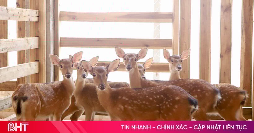 Khám phá trại hươu tiền tỷ mới nổi ở Hà Tĩnh