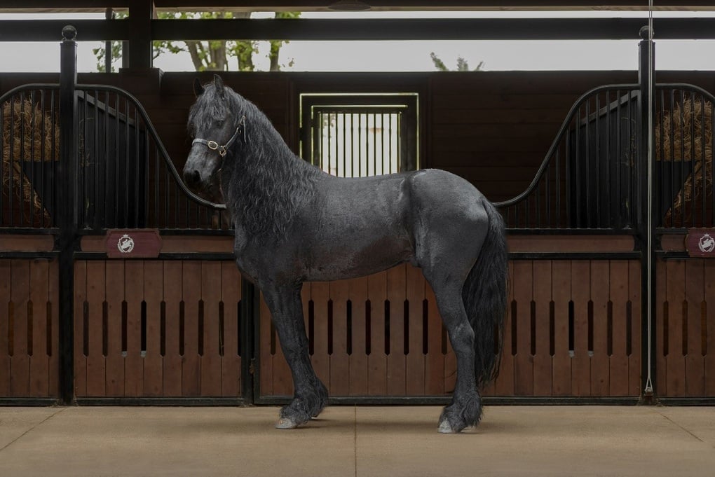 Sắp diễn ra giải cưỡi ngựa chuyên nghiệp đầu tiên tại Việt Nam – Vinpearl Equestrian Cup 2025 - 3