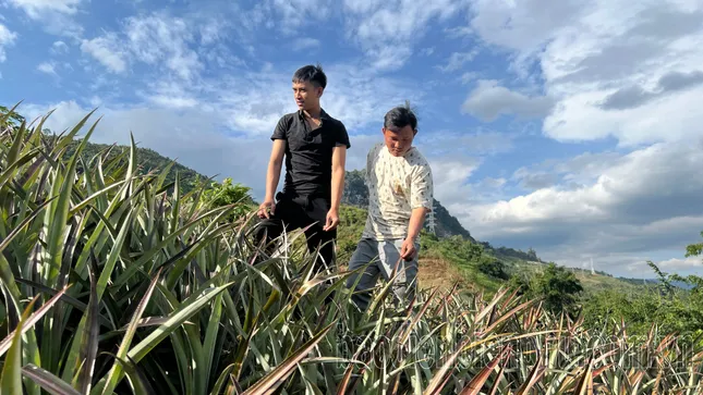 Una comuna de las Tierras Altas escapa de la pobreza gracias a los árboles de piña. Foto 1