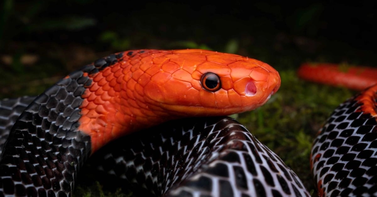 A beautiful and colorful snake species but with deadly venom, distributed in Vietnam