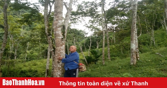 The old farmer's teak forest on Chap Chan hill