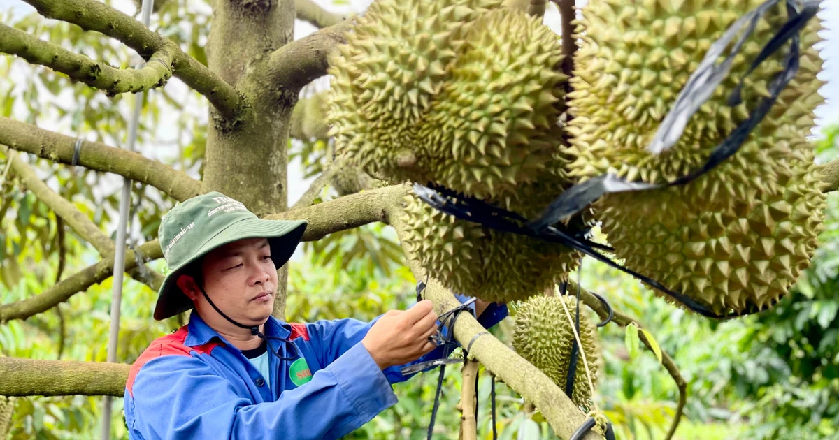 Vào chính vụ thu hoạch, sầu riêng rớt giá