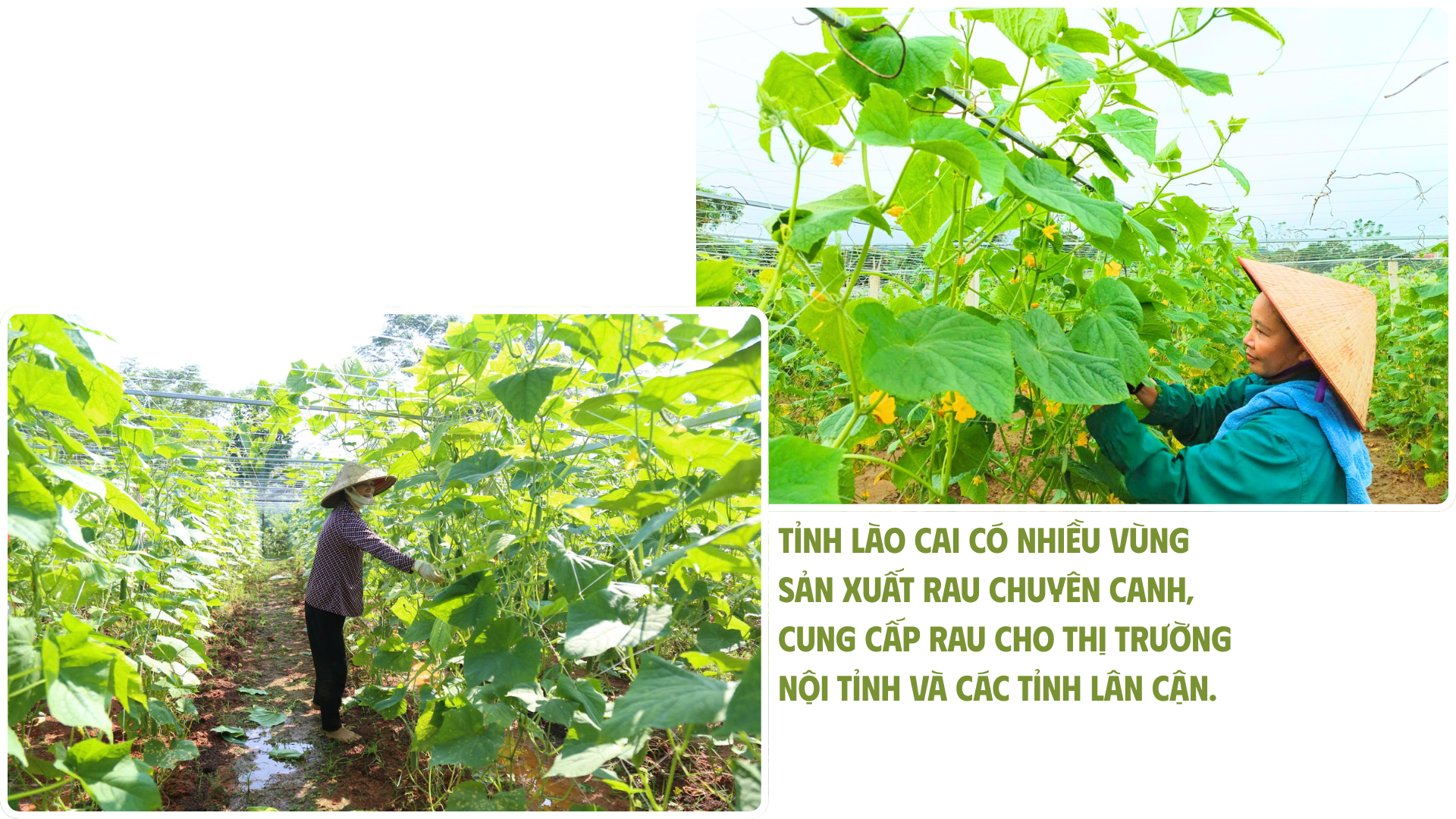 co-hoi-vang-de-phat-trien-kinh-te-nong-nghiep-4.png
