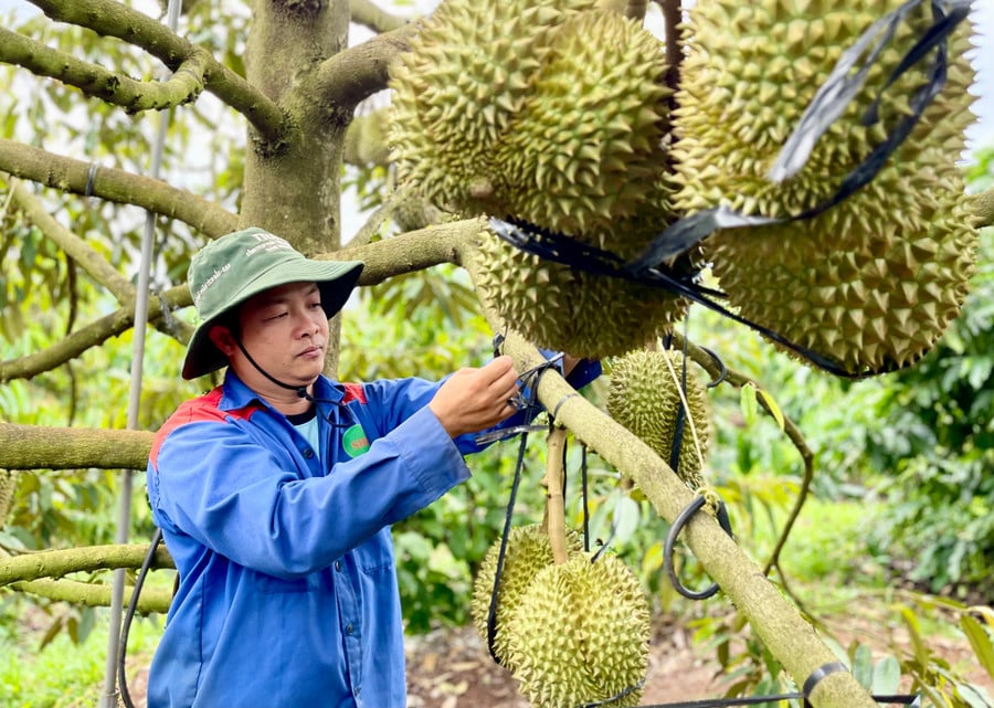 hop-tac-xa-nong-nghiep-cao-nguyen-lang-pang-gol-phu-tien-xa-ia-grai-co-100-ha-sau-rieng-da-duoc-cap-ma-so-vung-trong-anh-vu-thao.jpg
