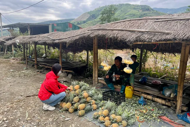 Una comuna de las Tierras Altas escapa de la pobreza gracias a los árboles de piña (foto 3)