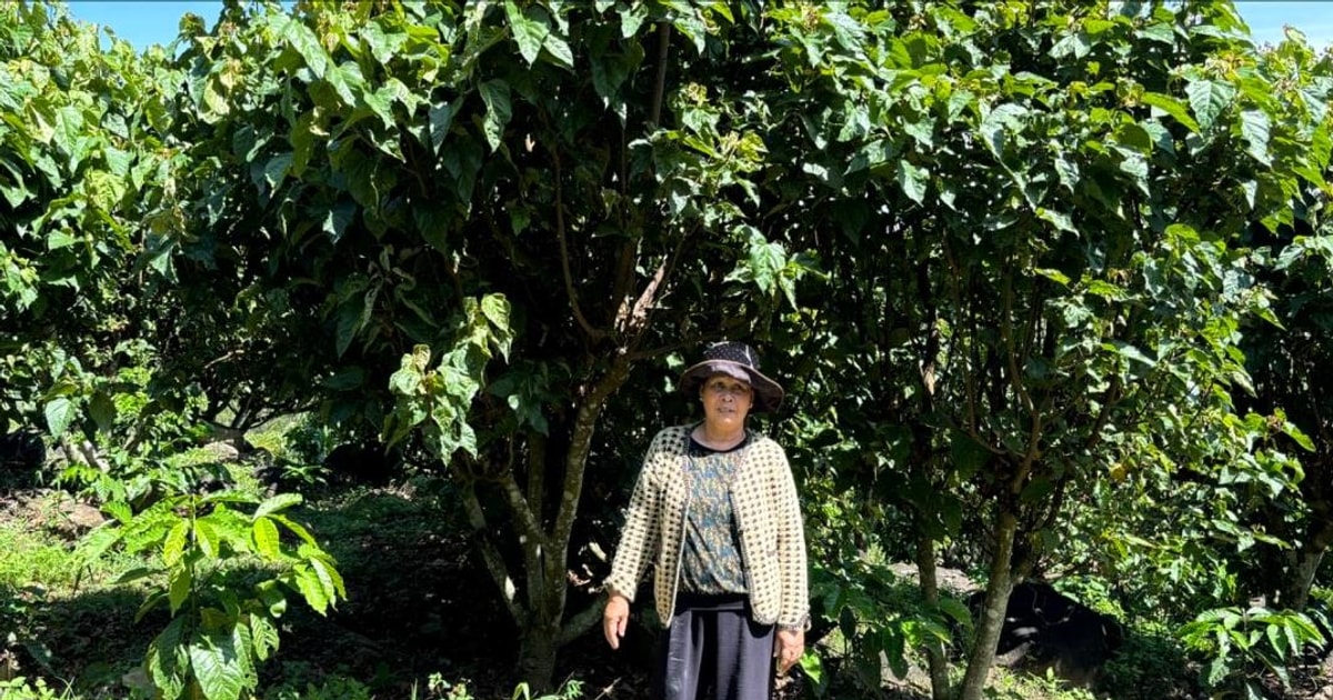 Mùa hoa cà ri tím đồi Gia Hiệp