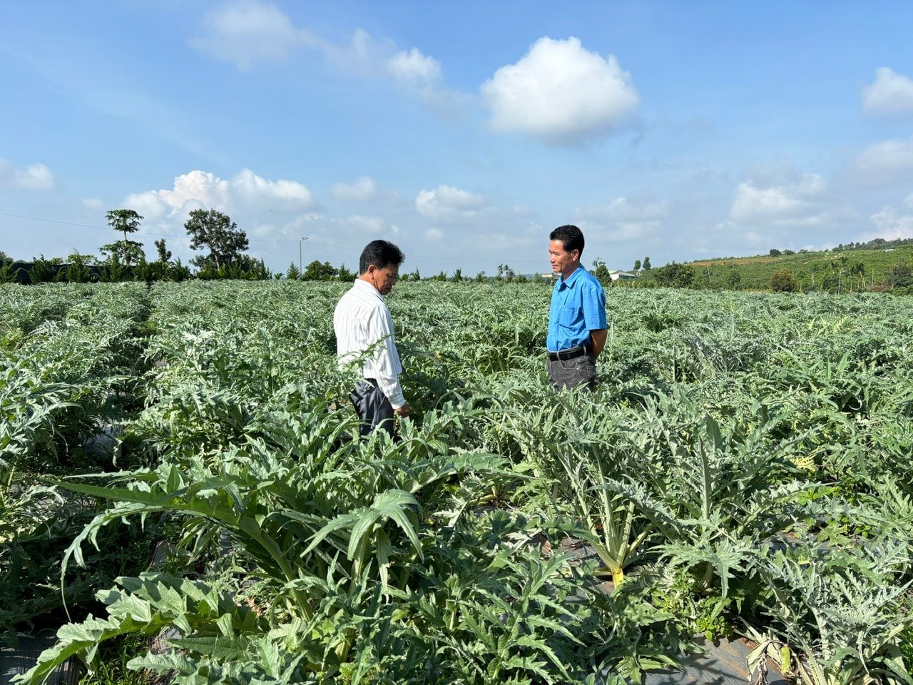 Trao đổi atiso