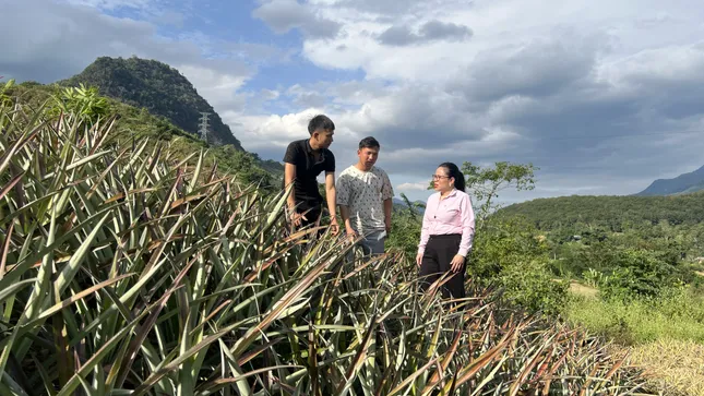 Una comuna de las Tierras Altas escapa de la pobreza gracias a los árboles de piña (foto 2)