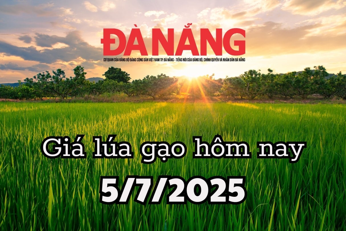Giá lúa gạo hôm nay 5 7 2025 Giá gạo mất 5 USD tấn chỉ sau 7 ngày