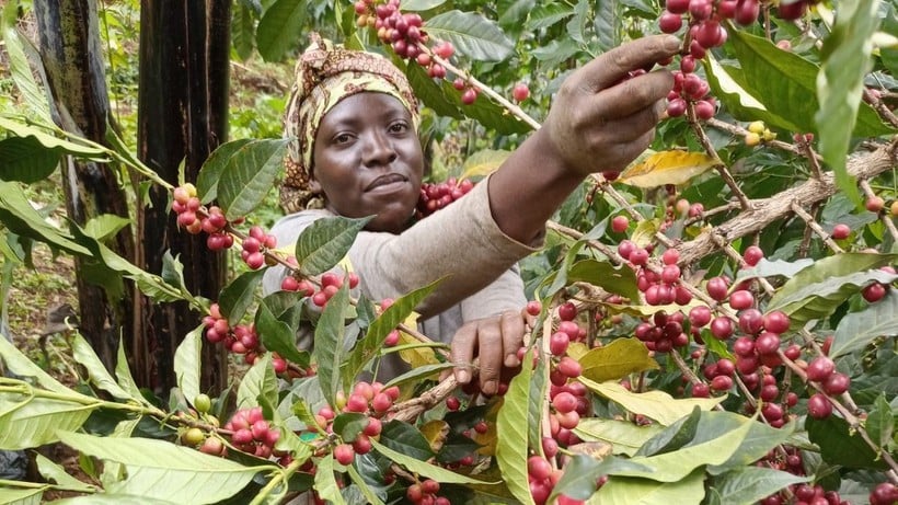 Nông dân thu hoạch càphê ở Uganda. (Ảnh: solidaridadnetwork)