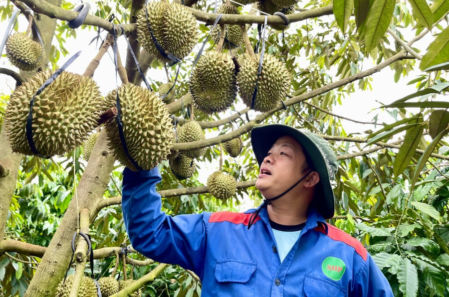 hien-gia-sau-rieng-thai-loai-dep-tai-vuon-dao-dong-tu-65-70-ngan-dongkg-giam-khoang-20-25-ngan-dongkg-so-voi-vu-nam-ngoai-anh-vu-thao.jpg