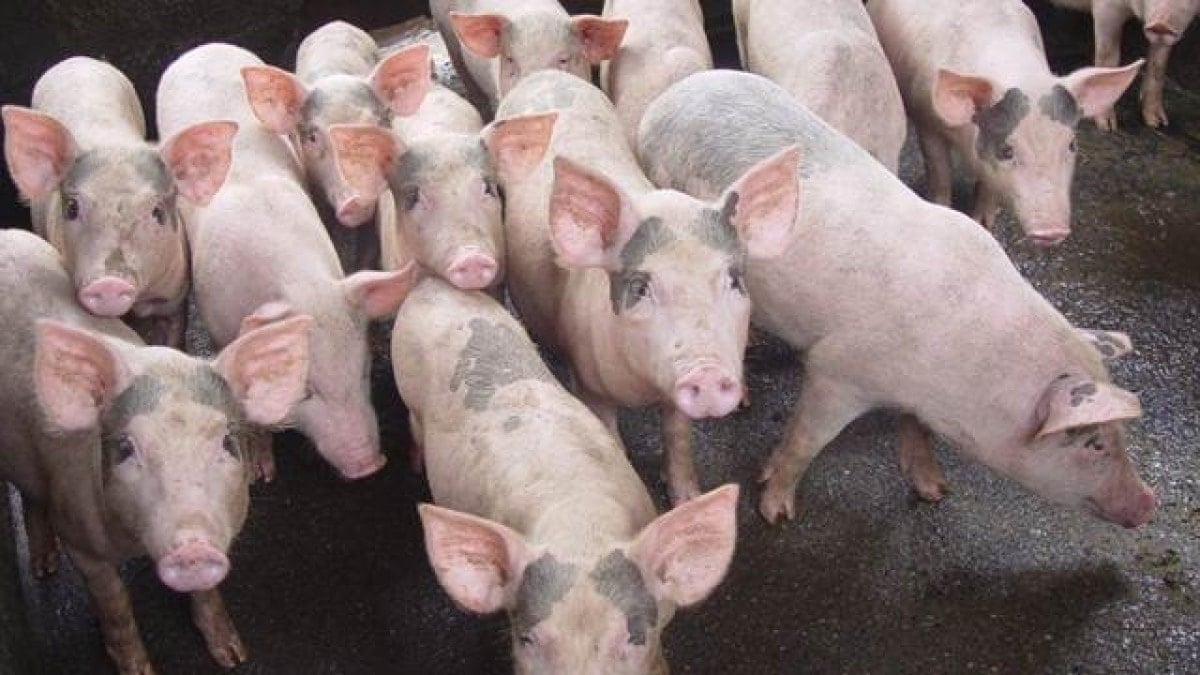 Schweinepreis heute 57 Südregion hält Höchststand
