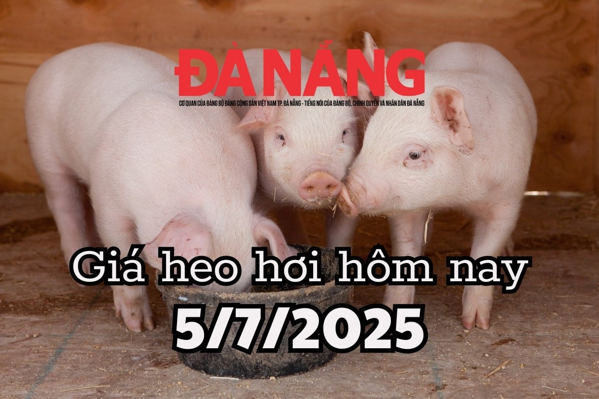 Giá heo hơi hôm nay 5 7 2025 Sau cú trượt dài, giá heo hơi bỗng ngừng rơi tự do