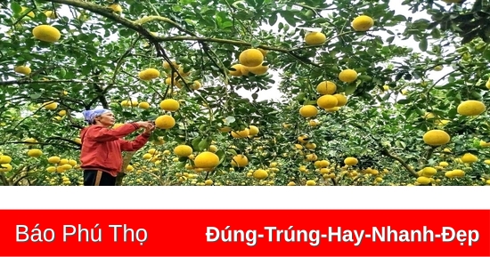 Nữ nông dân Yên Trị biến đất cằn thành vườn cây bạc tỷ