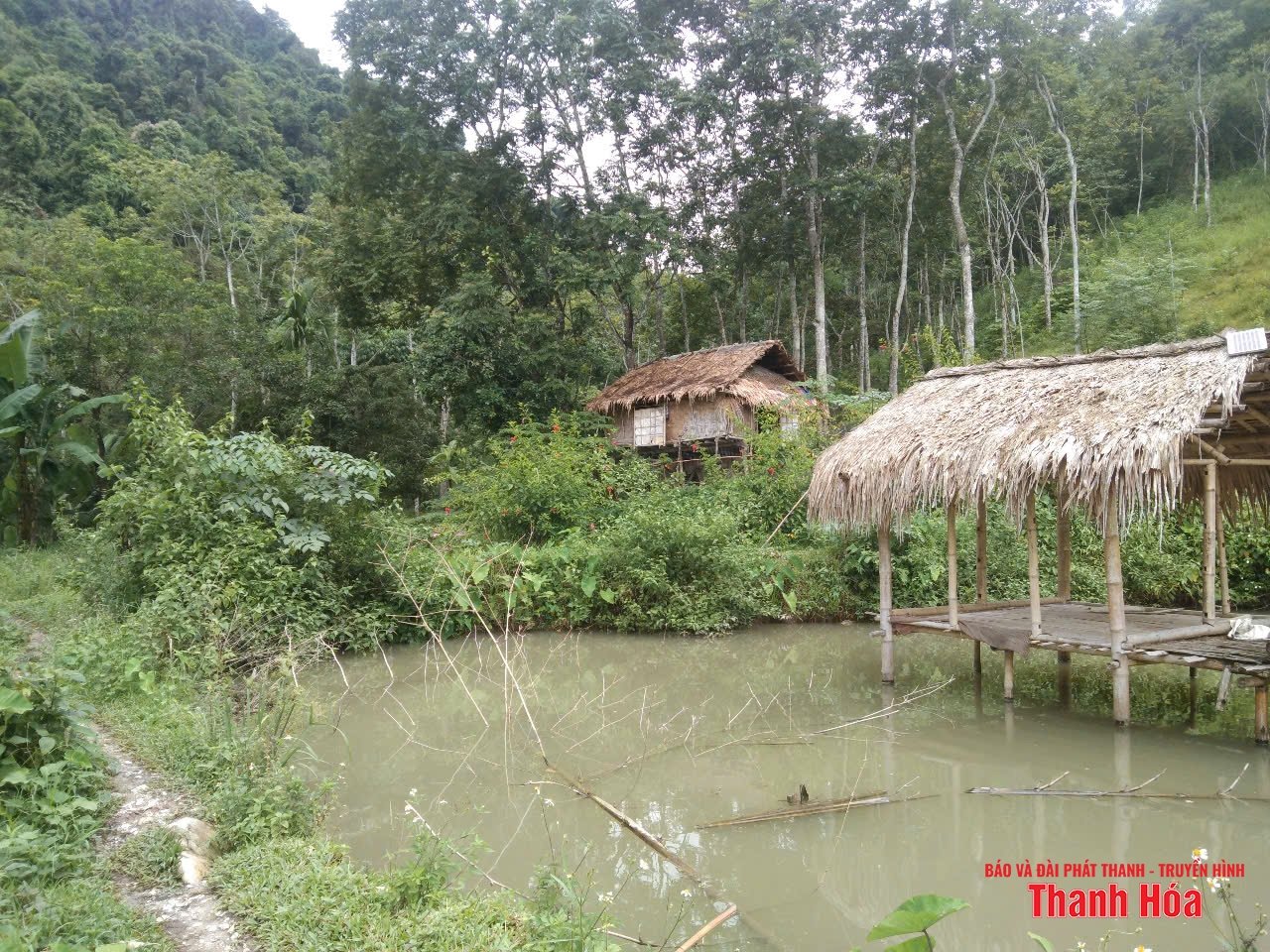 Rừng lát của lão nông trên đồi Chắp Chẵn