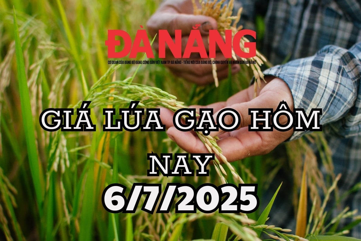Giá lúa gạo hôm nay 6 7 2025 OM 18 tăng 300, đột phá giữa bão giá âm