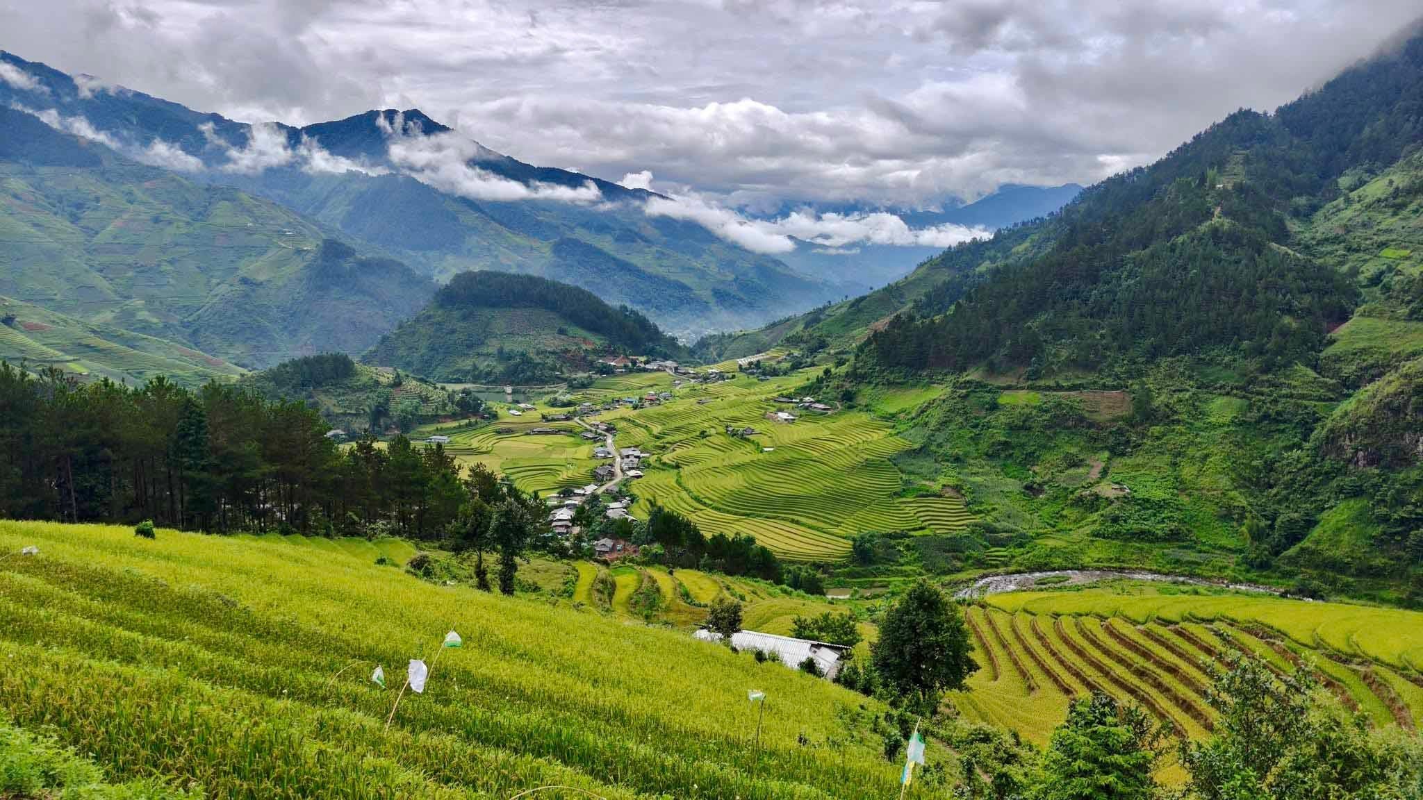 Lúa chín vàng trải khắp triền đồi, hòa cùng mây và sương sớm vùng cao.