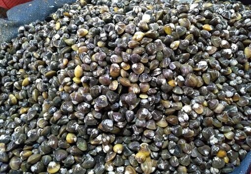 រសជាតិផ្អែមនៃ mussels ទន្លេ Huong