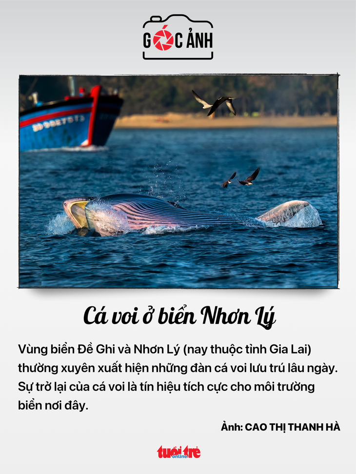 bảo hiểm - Ảnh 5.