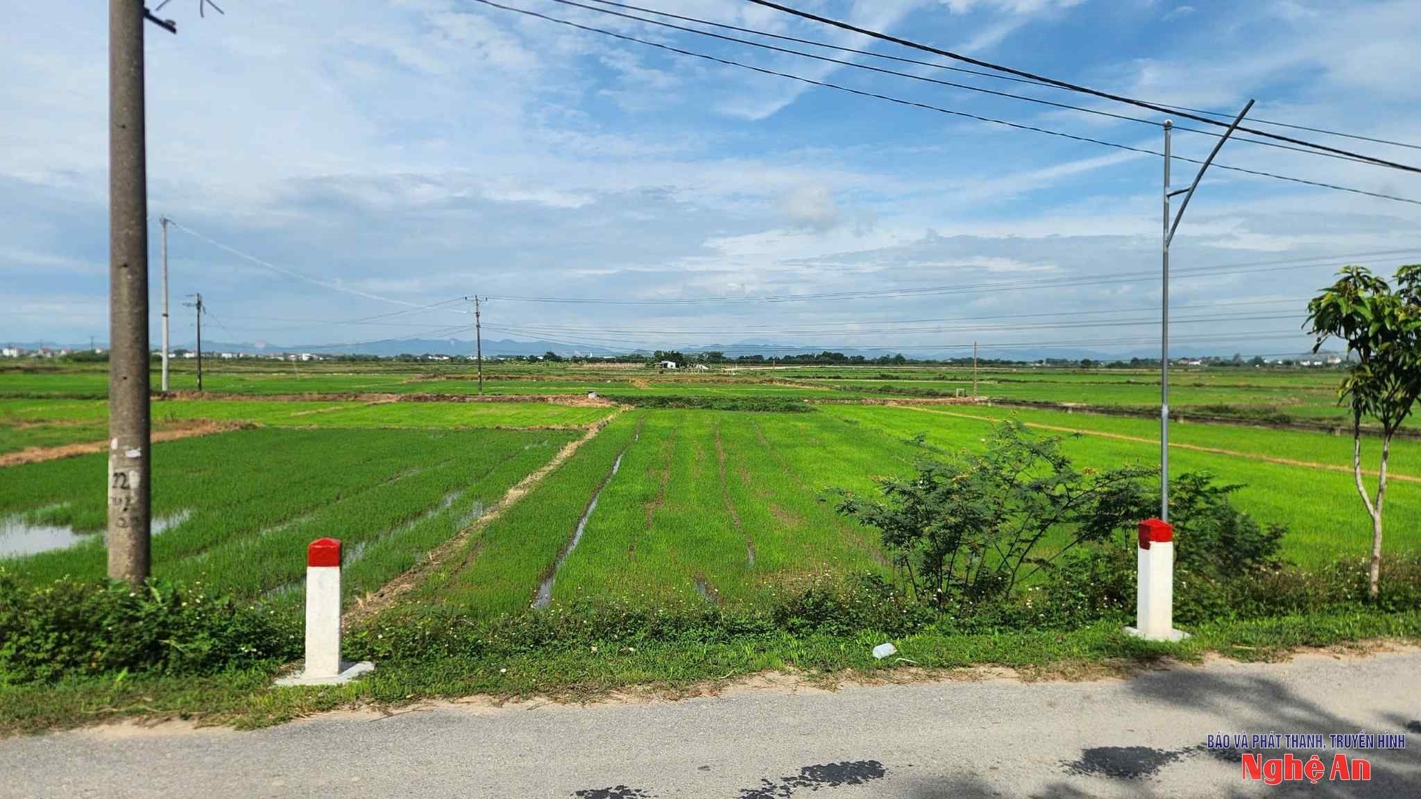  hưng nguyên