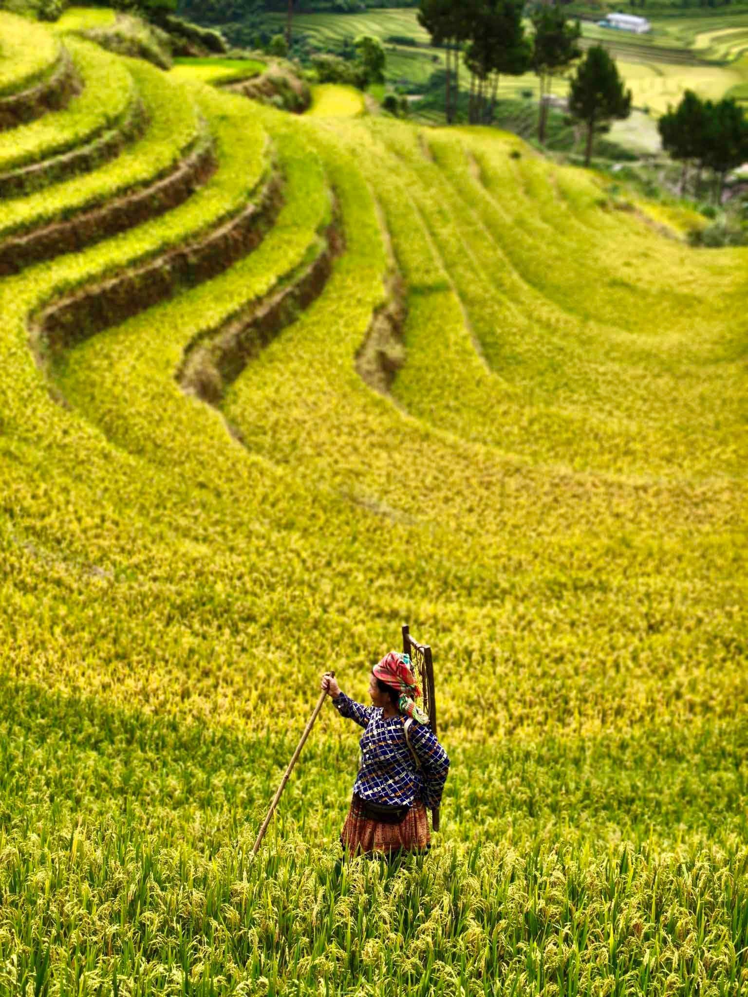 Những thửa ruộng bậc thang nhuộm vàng trải dài trên sườn núi.