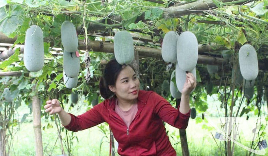 Sản phẩm bí thơm của Hợp tác xã Yến Dương.
